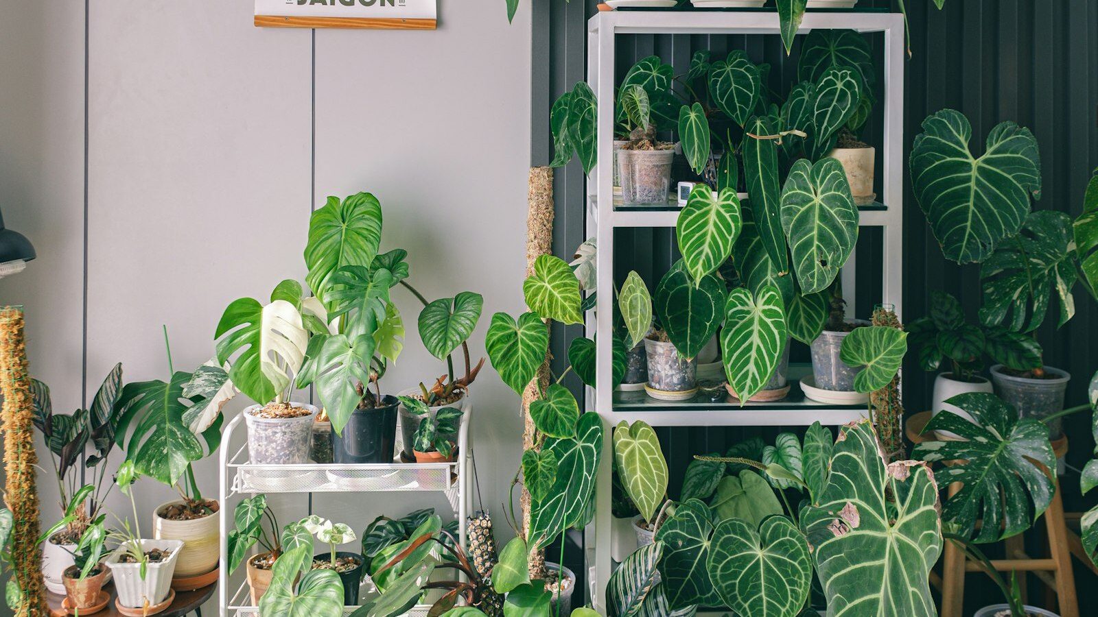 a room filled with lots of green plants
