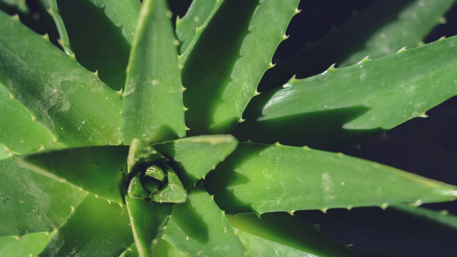 a close up of a green plant with leaves