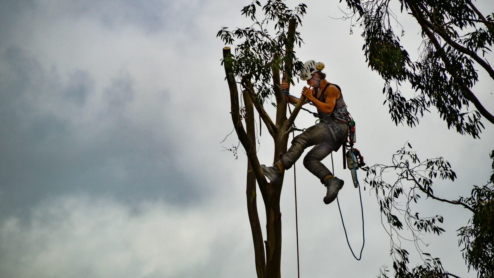 man in orange shirt sitting on tree branch