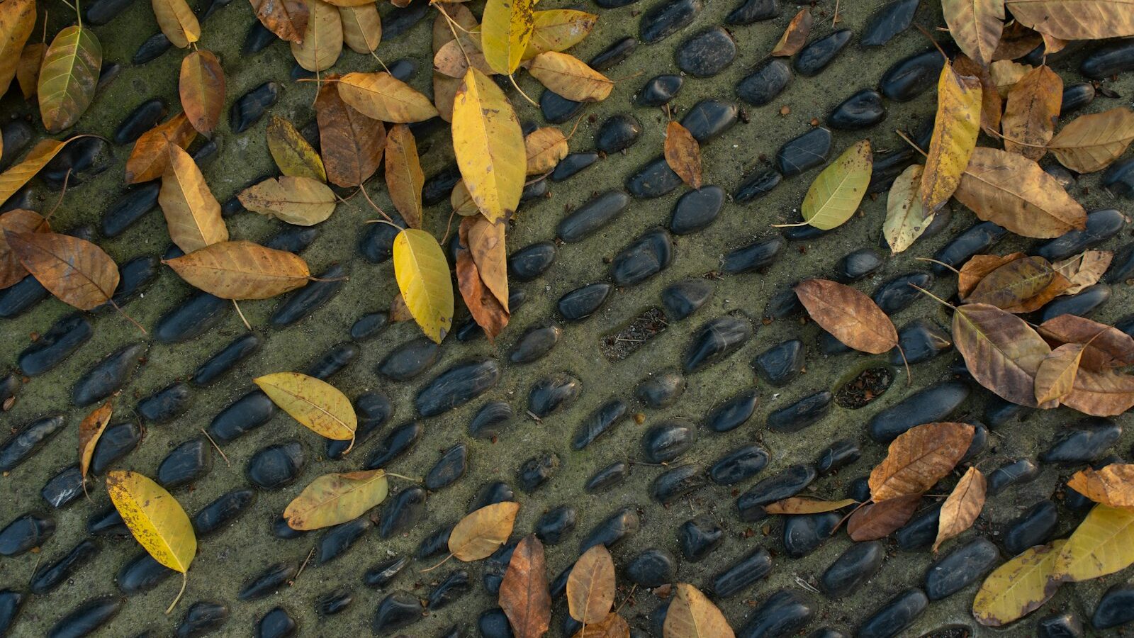 Fallen autumn leaves scattered on a pebble path