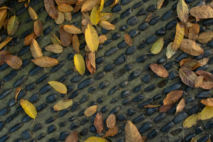 Fallen autumn leaves scattered on a pebble path