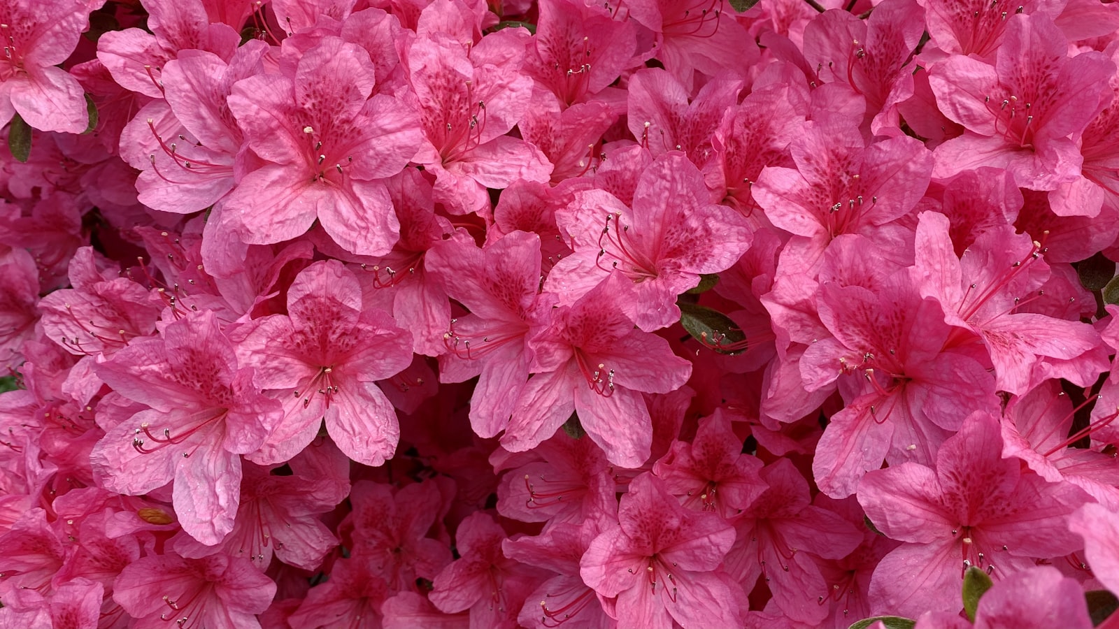 a close up of a flower