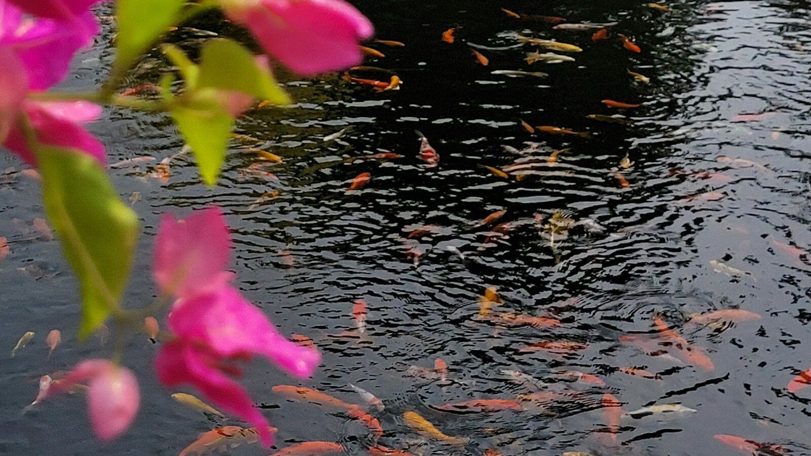 a pond filled with lots of pink flowers