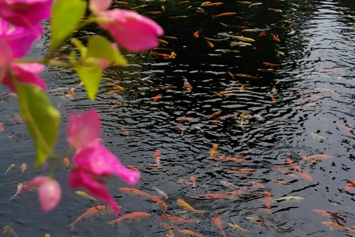 a pond filled with lots of pink flowers