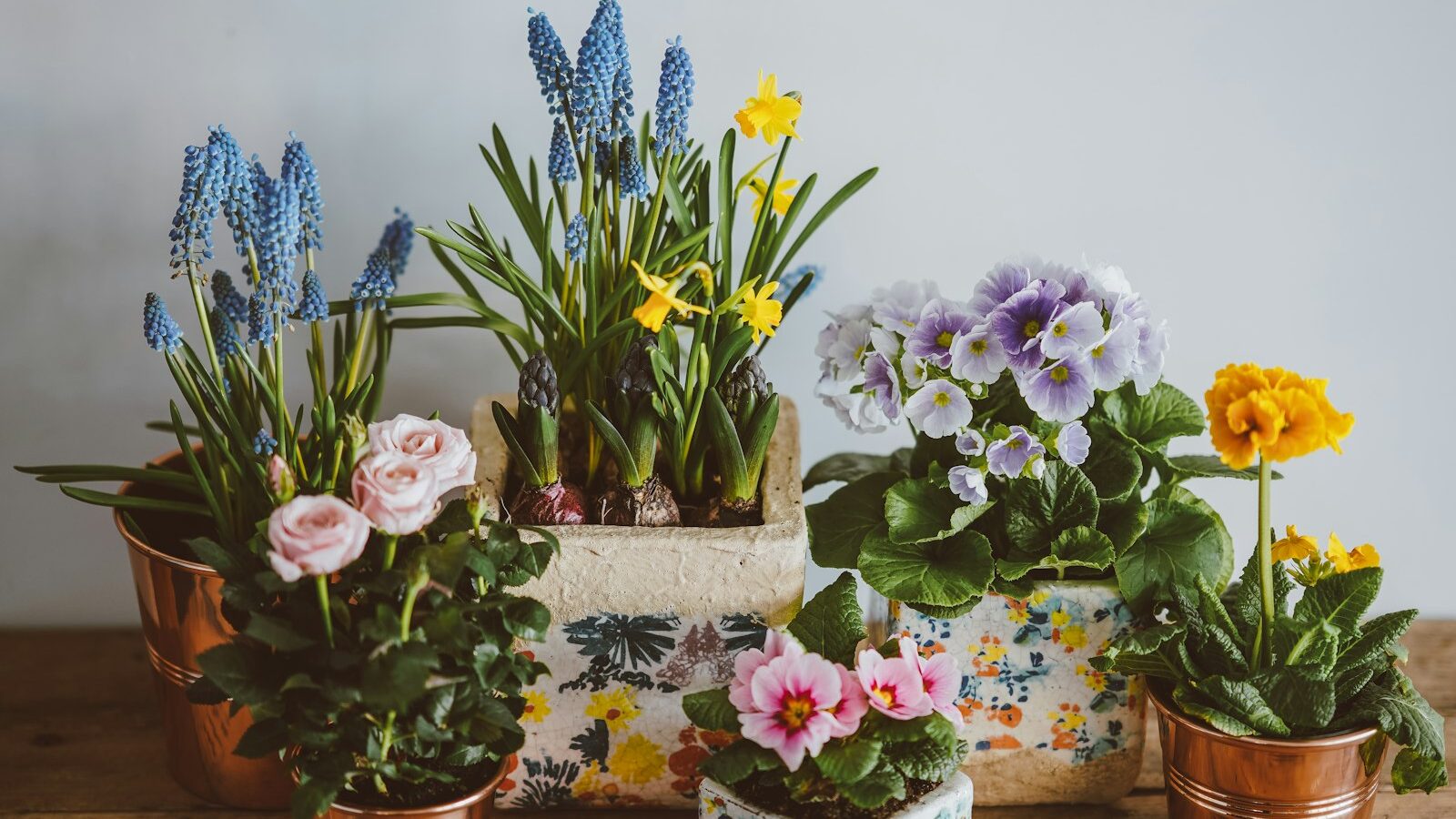 assorted-color petaled flowers in bloom