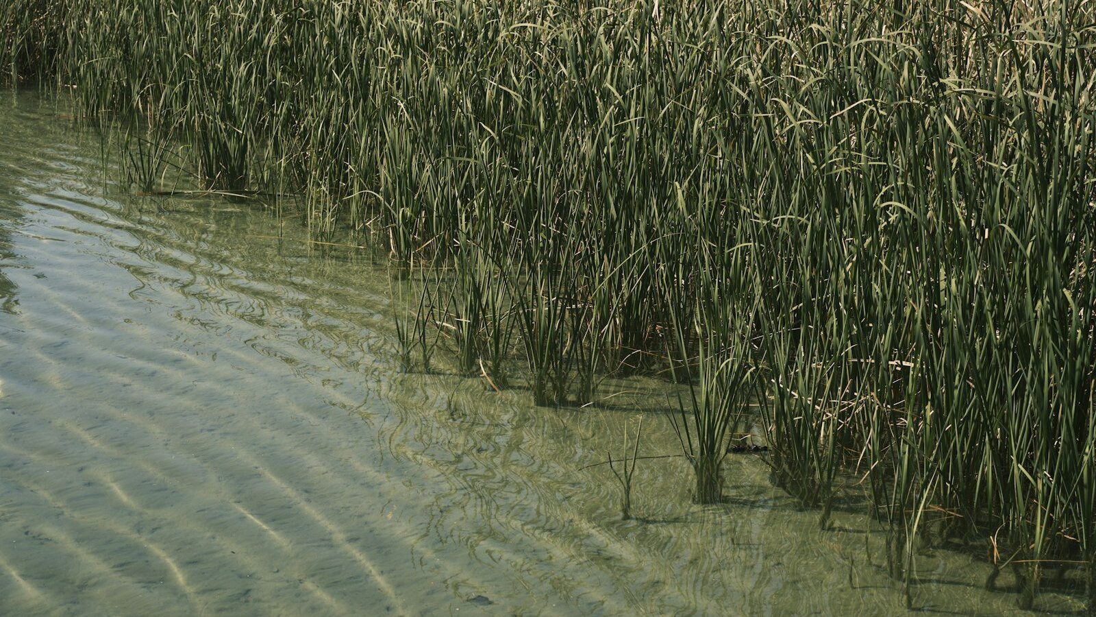a body of water surrounded by tall grass