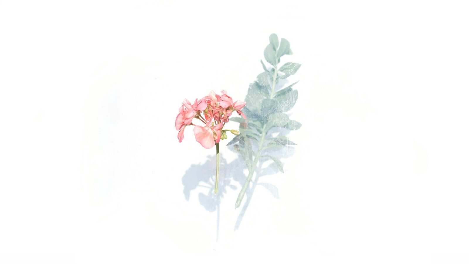 pink and white flowers