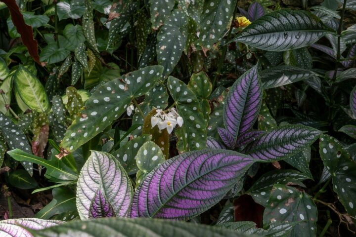Lush green foliage with purple and white accents.