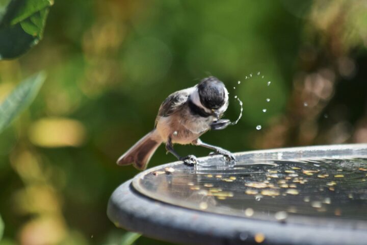 a small bird is drinking water from a bird bath