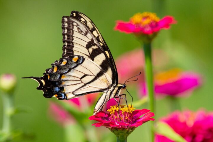 black and white butterfly on pink flower
