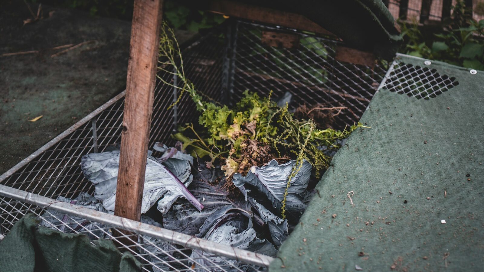 green leaves on gray metal cage