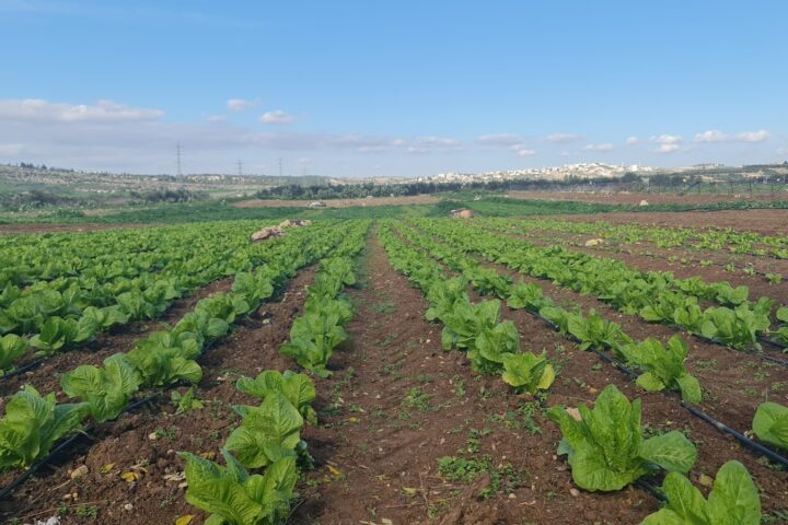 Rows of young lettuce plants growing in a field.