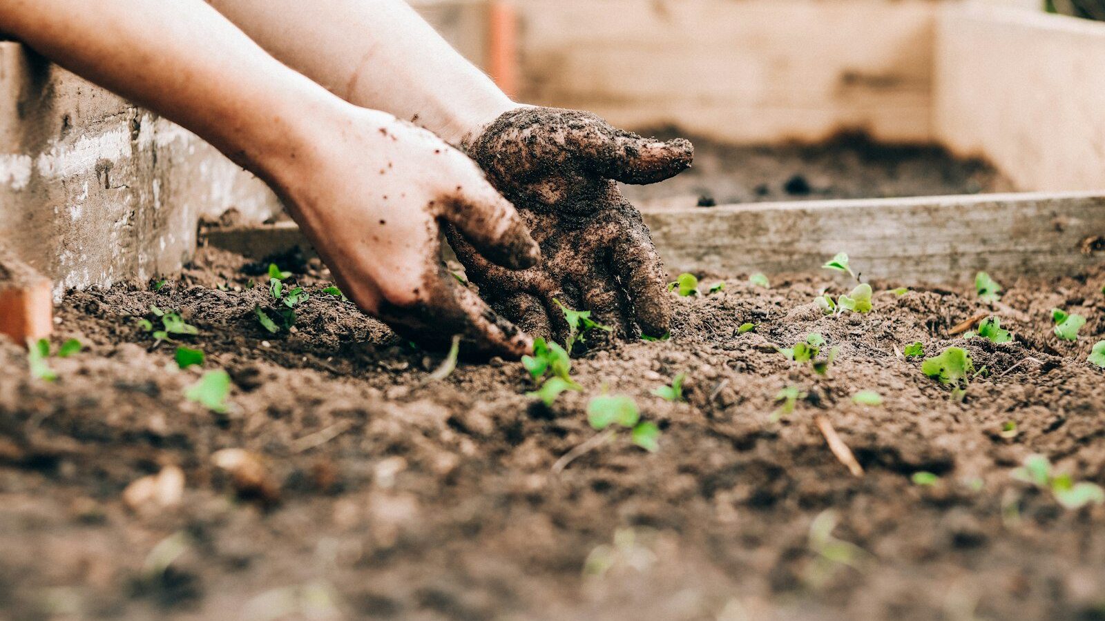 hands planting seedlings in garden soil