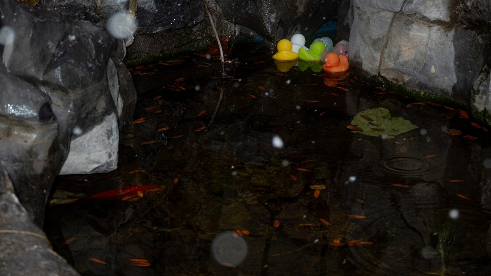 Several rubber ducks float in a pond with small fish.