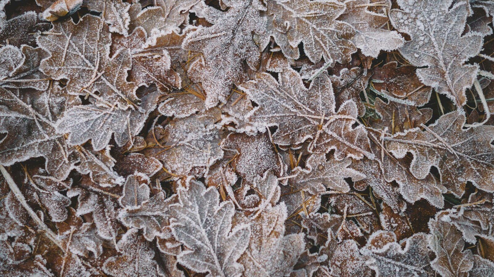 closeup photo of green leaves