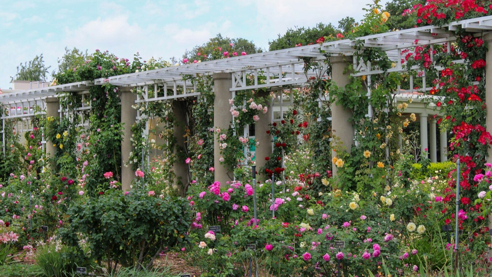 A rose garden with a white pergola and stone columns.