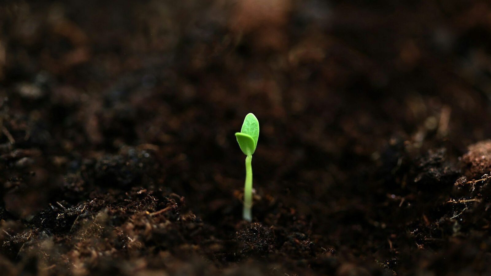 a small green plant sprouts from the ground