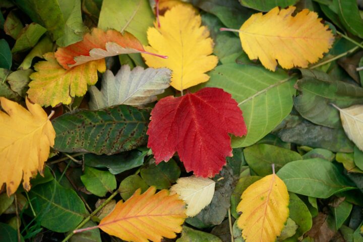 yellow, red, and green fallen leaves