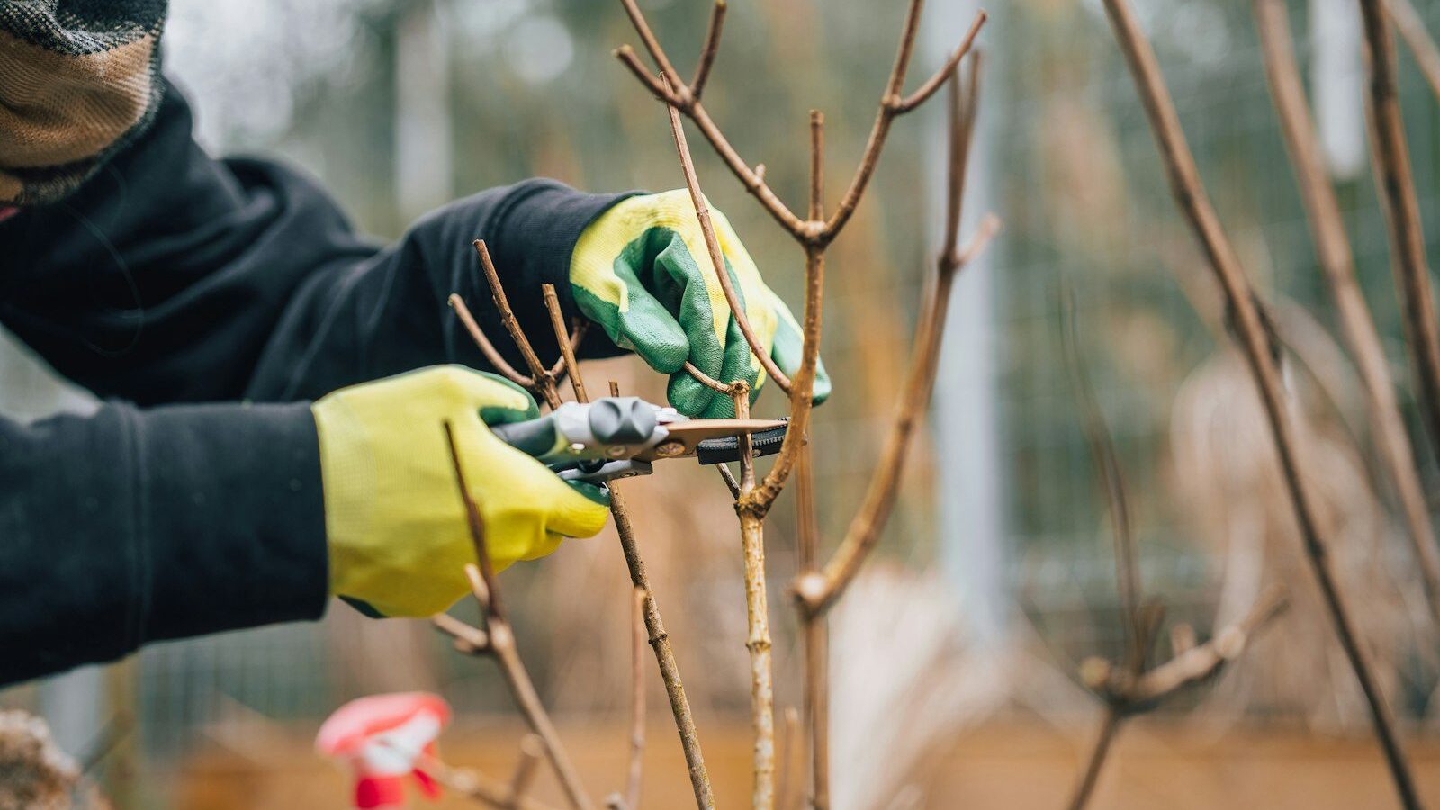 a person prunising a tree with a pair of gloves
