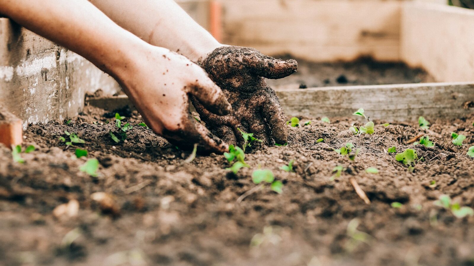hands planting seedlings in garden soil