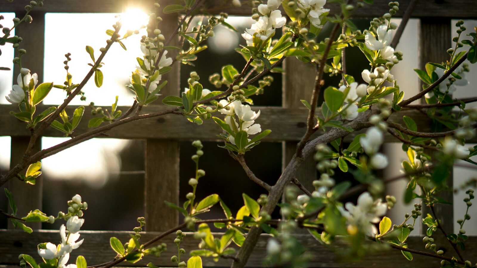 white flowers on brown wooden fence during daytime