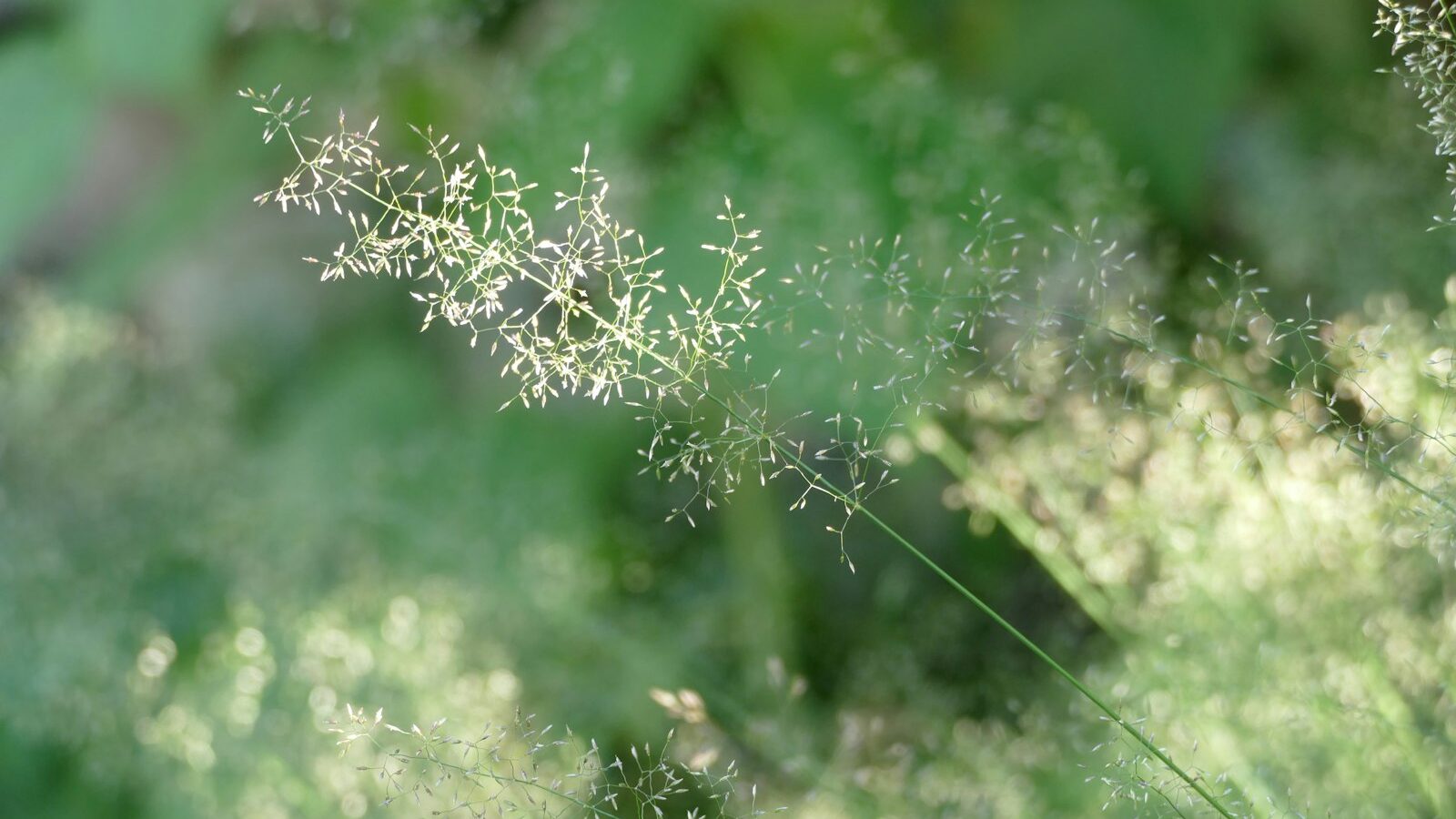 a close up of a plant with lots of leaves