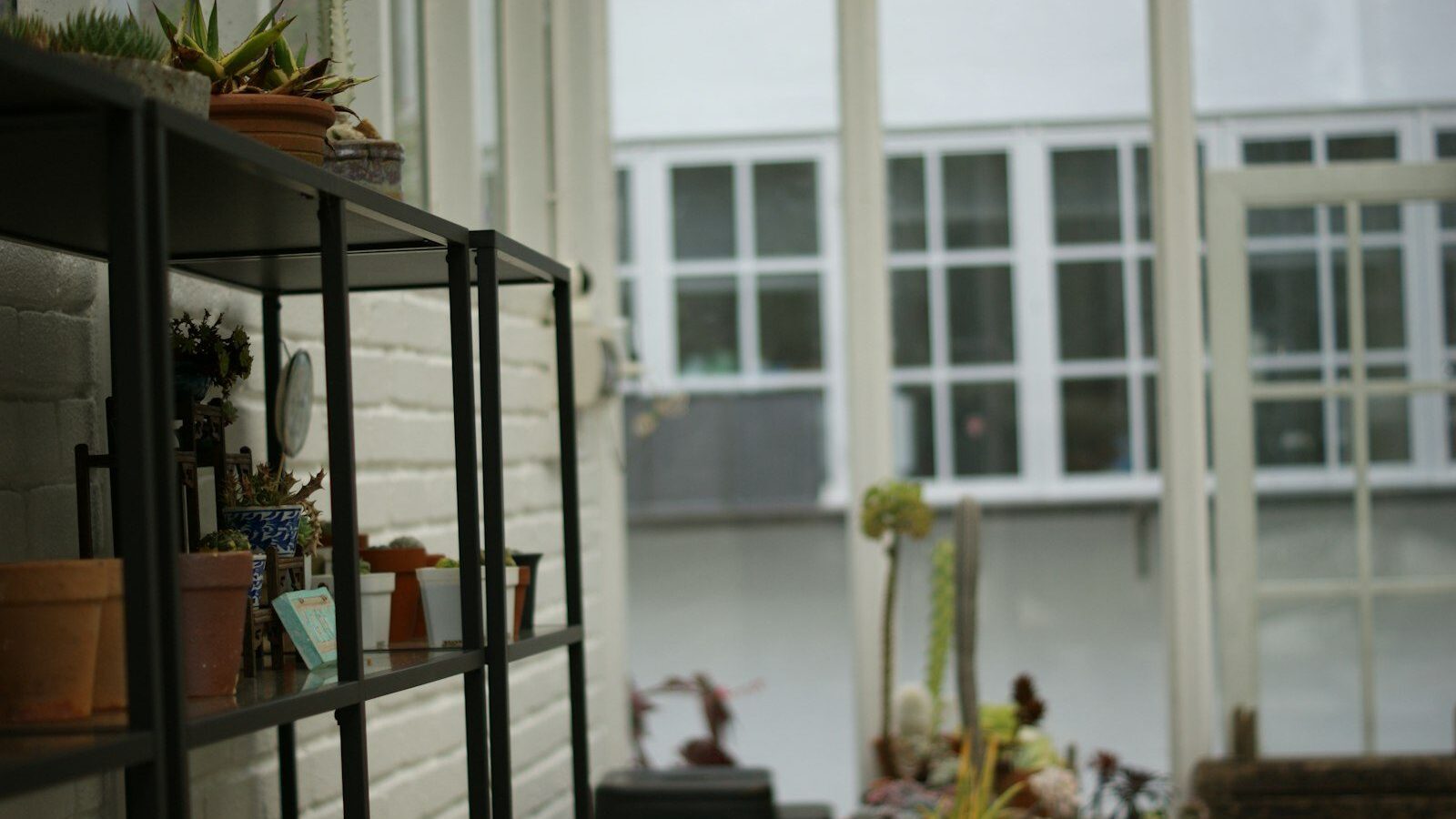 Shelves with potted plants near a window