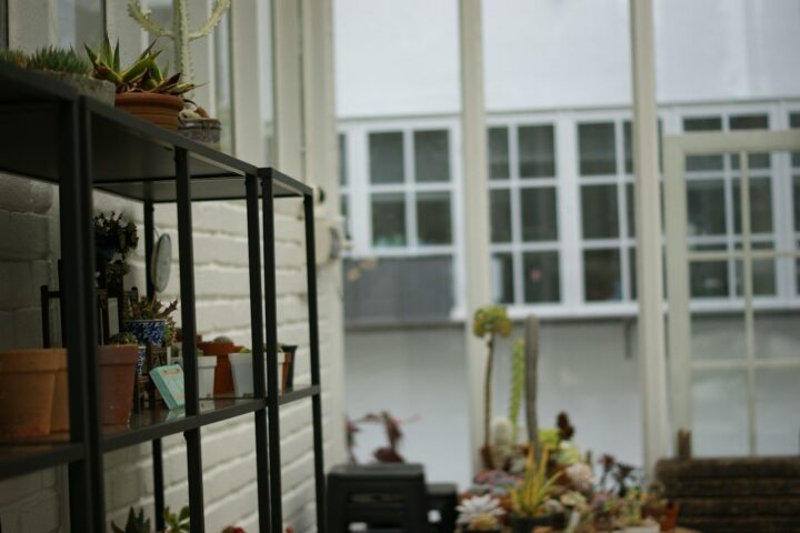 Shelves with potted plants near a window