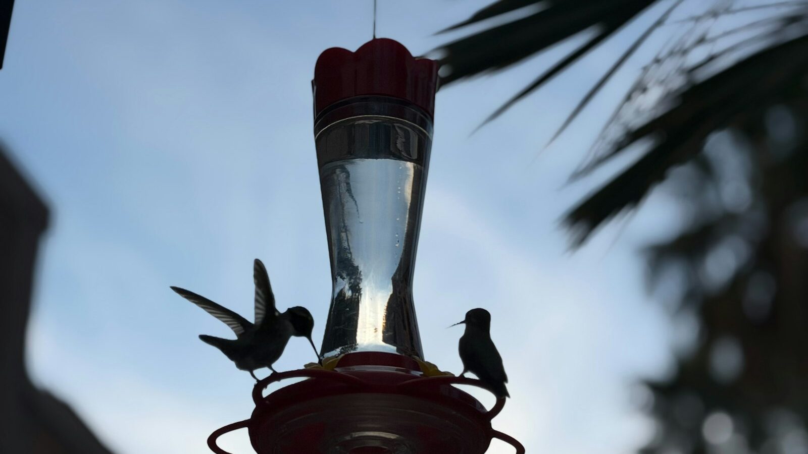 Two hummingbirds on a feeder at dusk