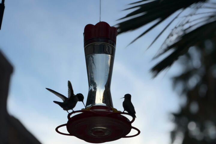 Two hummingbirds on a feeder at dusk