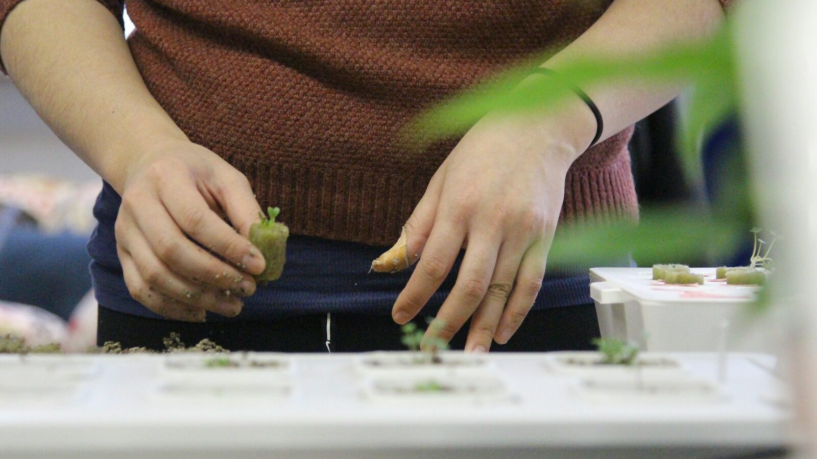 person in brown sweater holding green vegetable