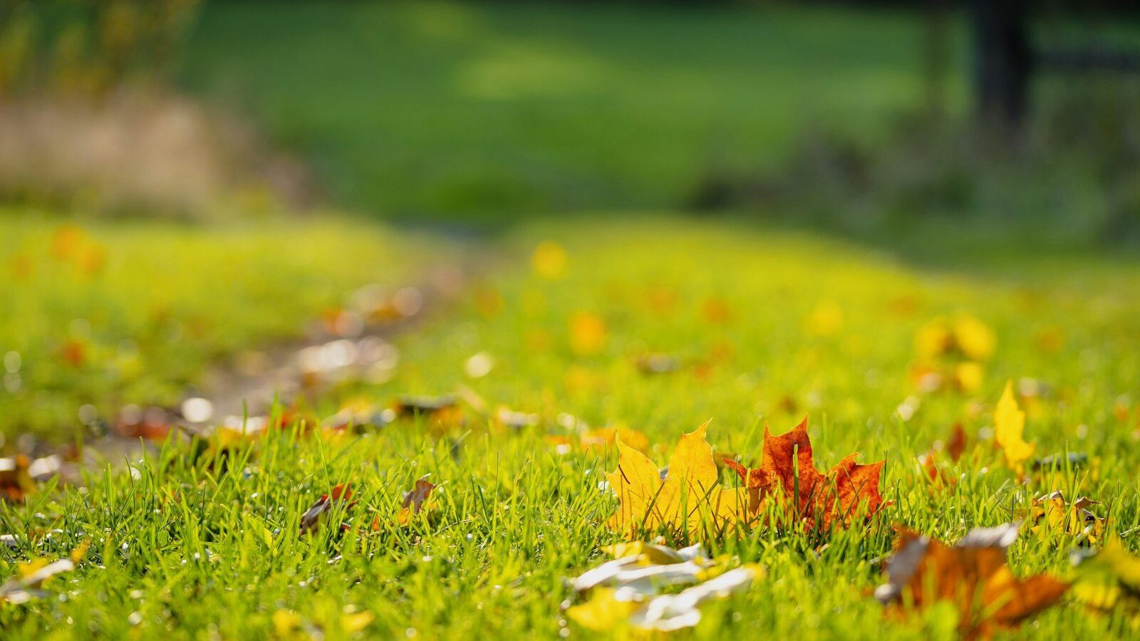 white and yellow flowers on green grass field