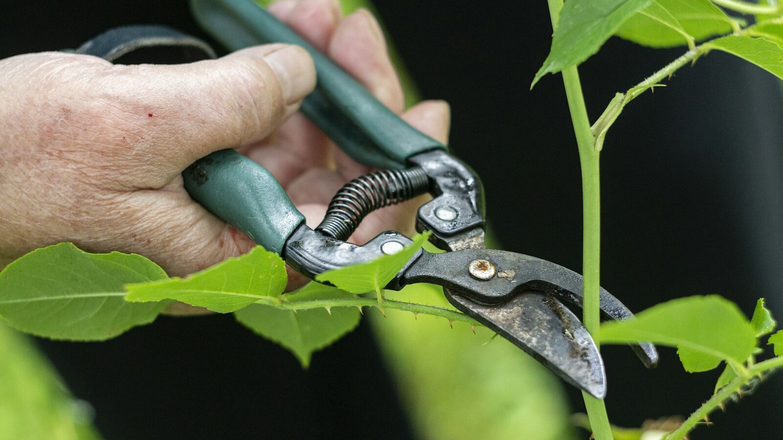 a person holding a pair of pliers to a plant