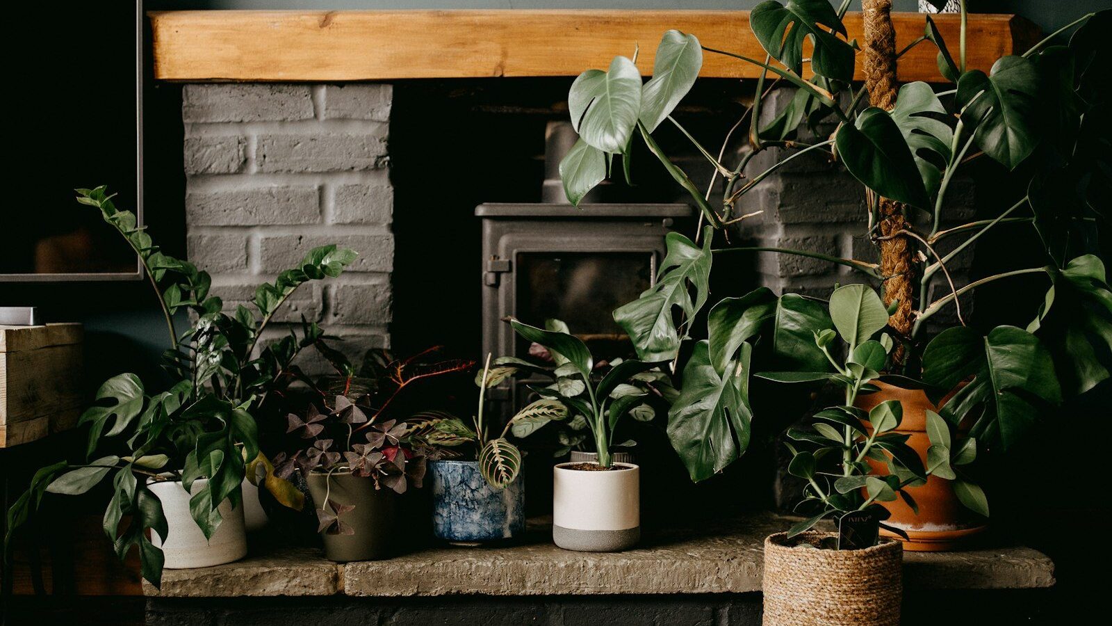 green plants on brown clay pot