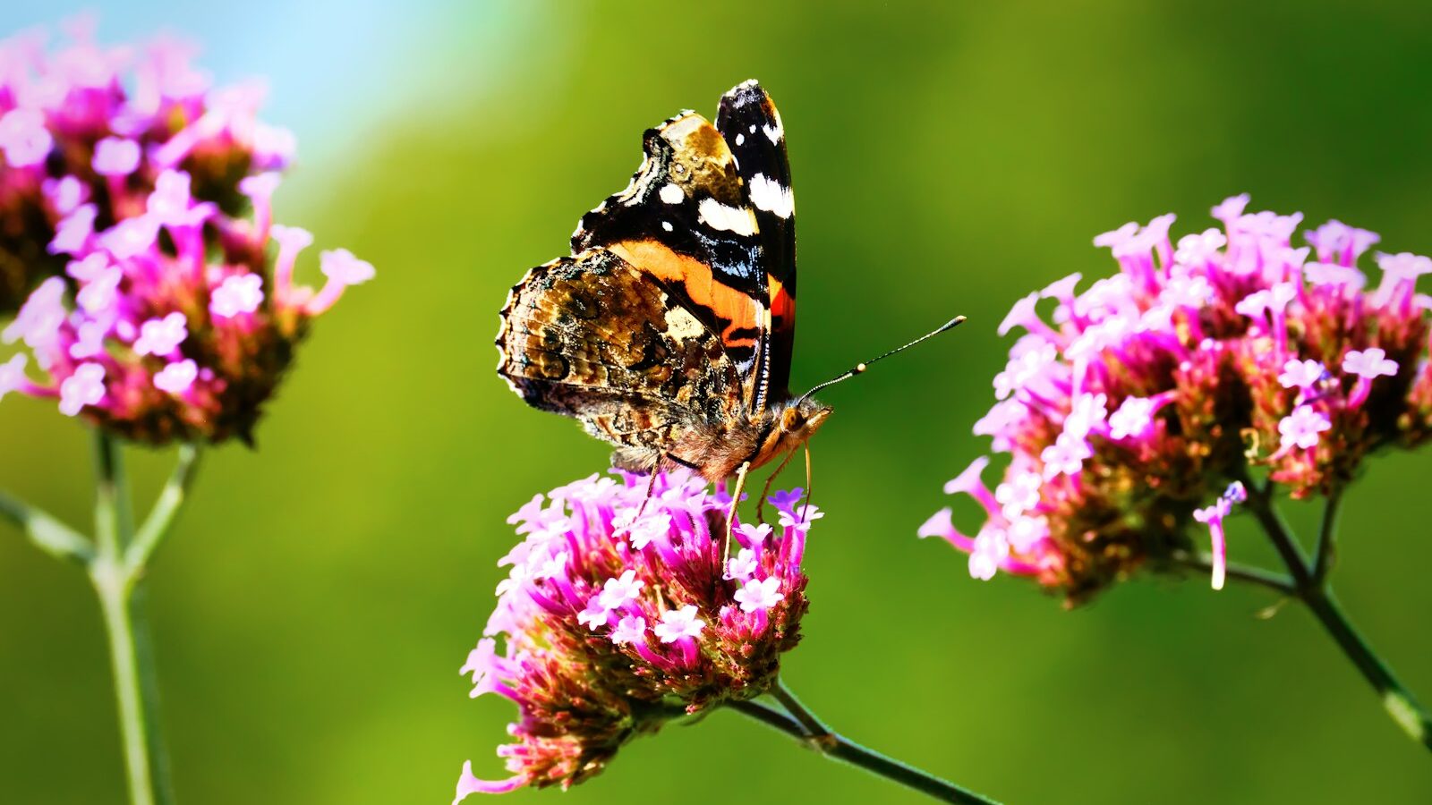 a close up of a butterfly on a flower