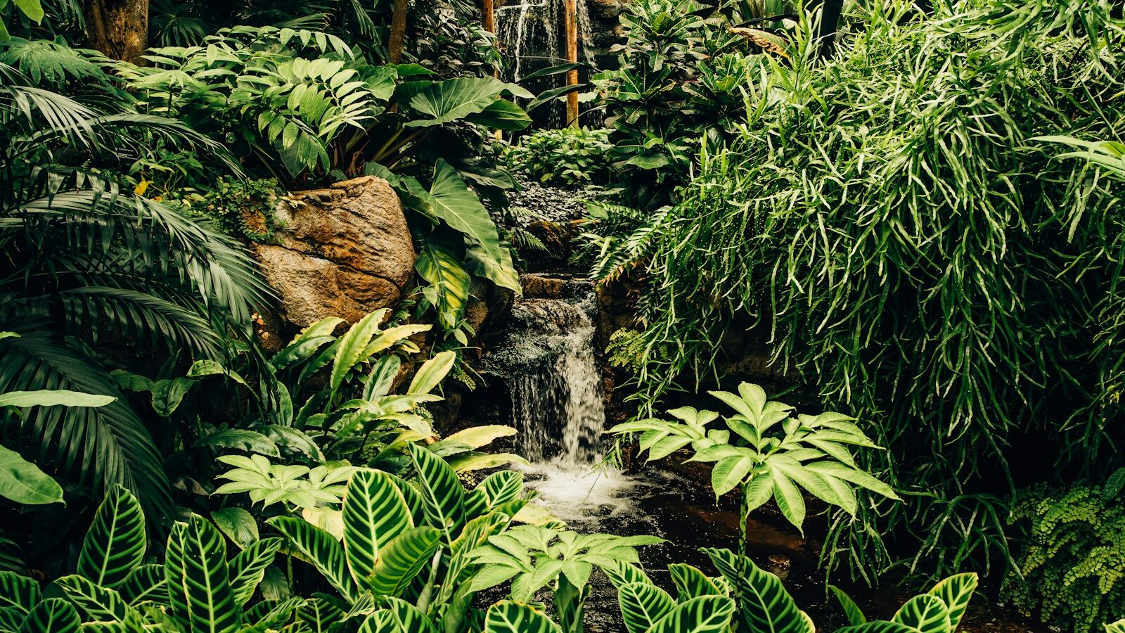 green plants and trees near water falls