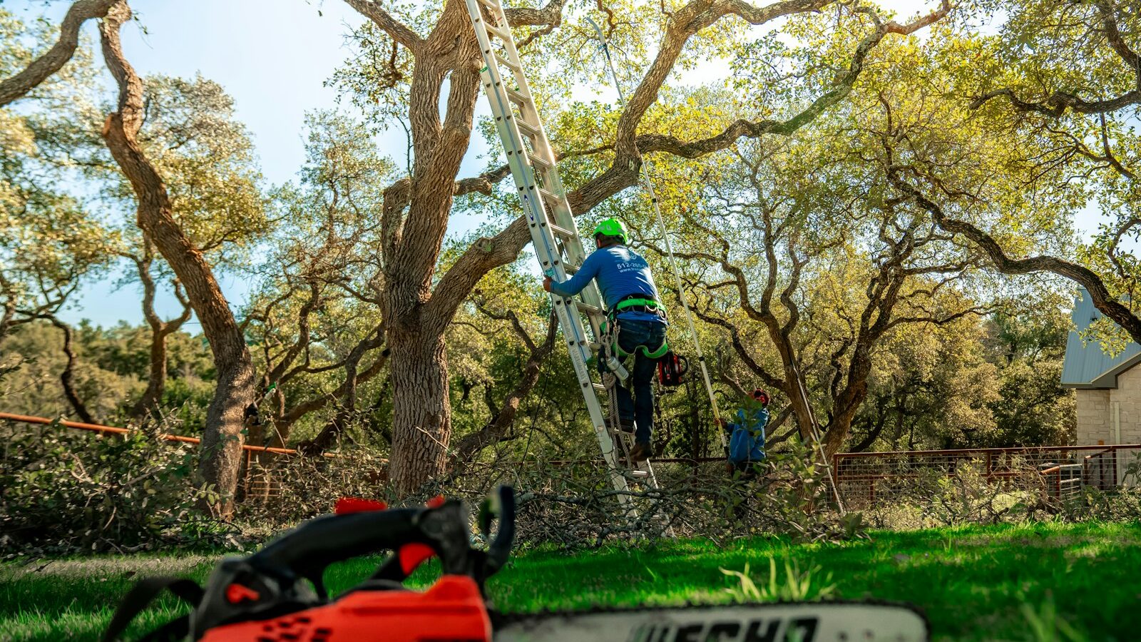 A tree arborist is climbing a ladder to trim branches.