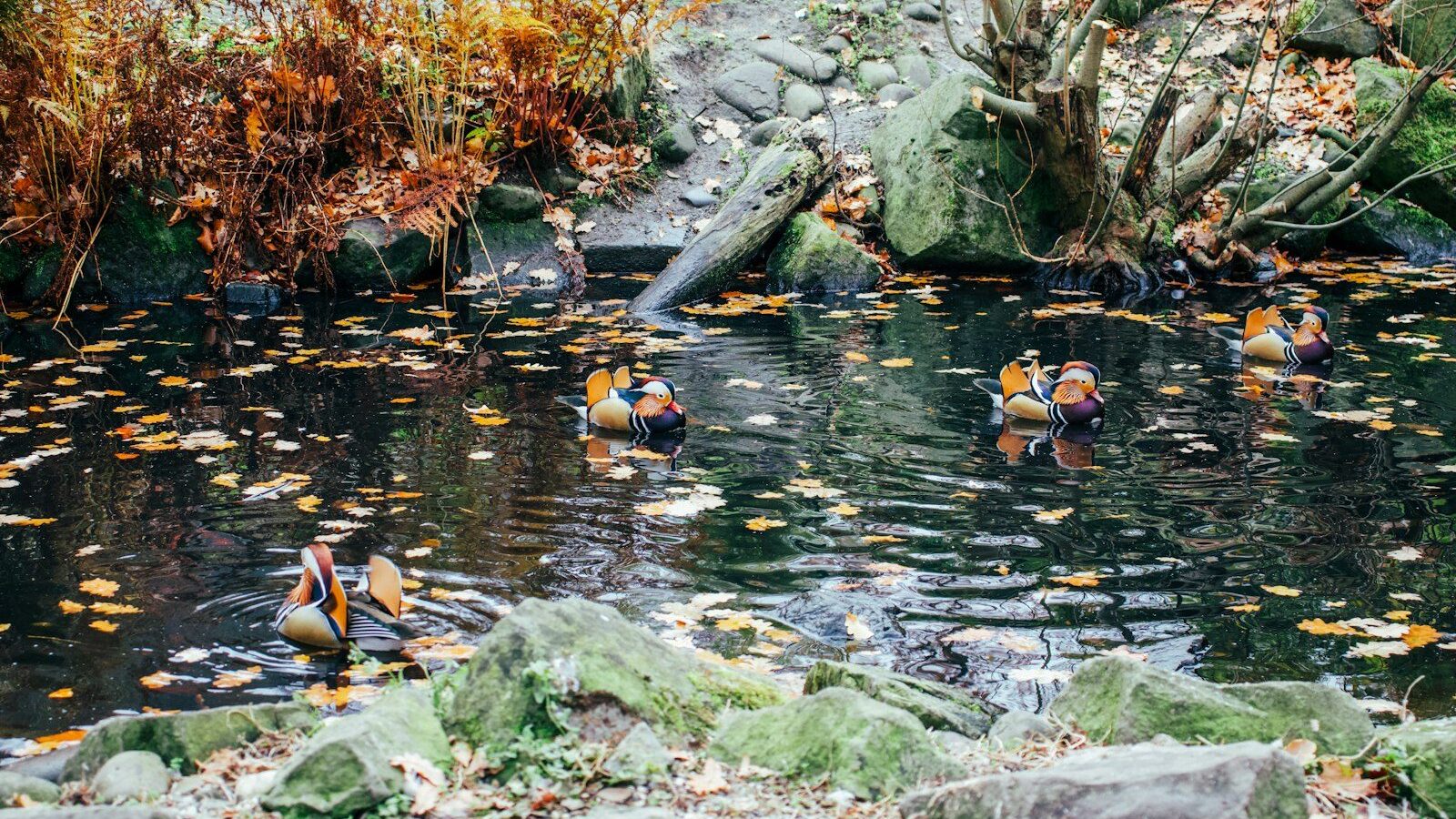Mandarin ducks swim in a pond with fallen leaves.