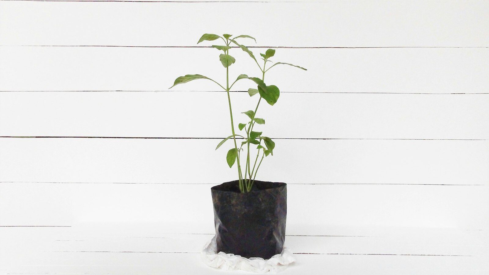 green leaf plant in pot