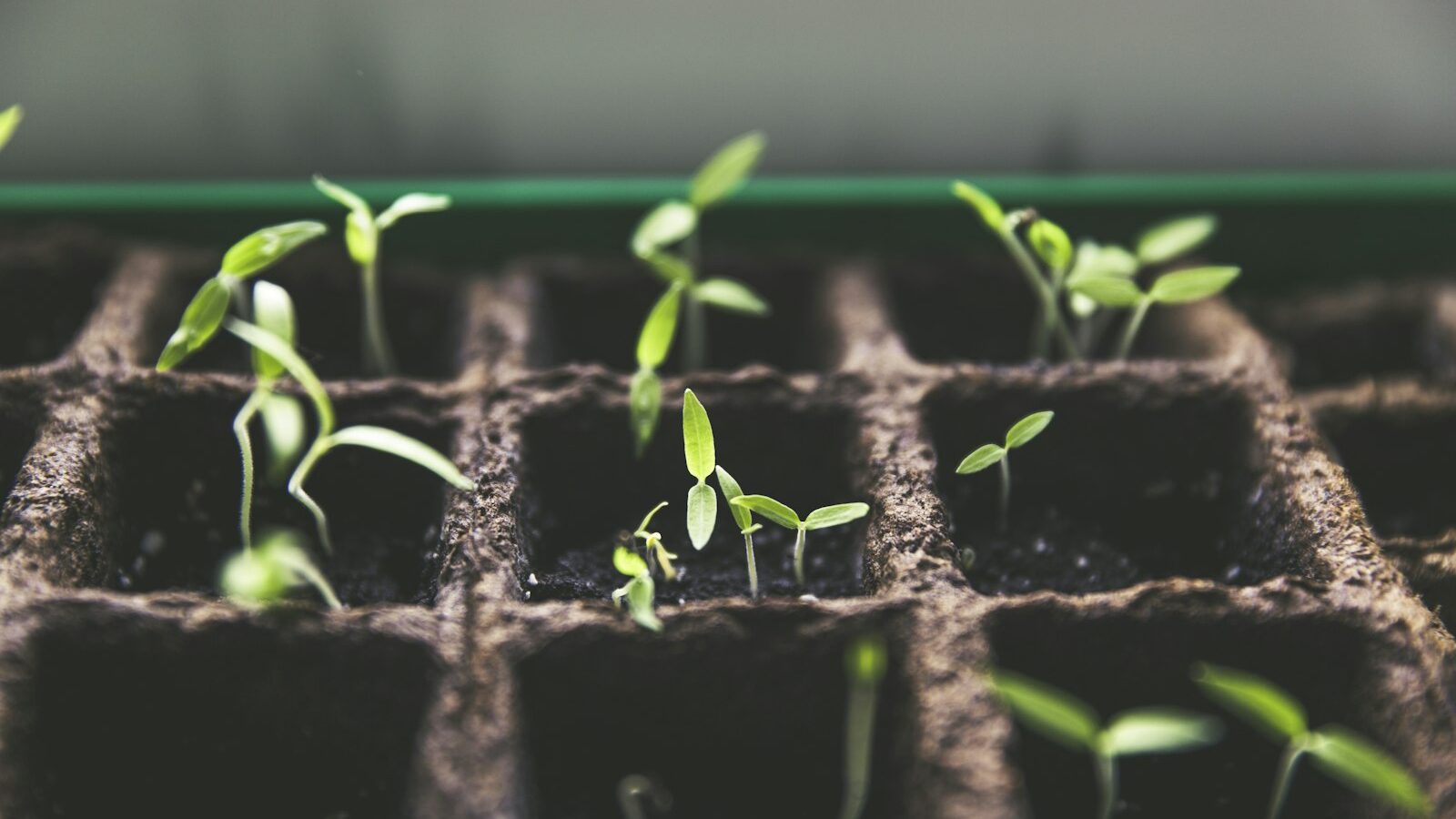 selective focus photo of plant spouts