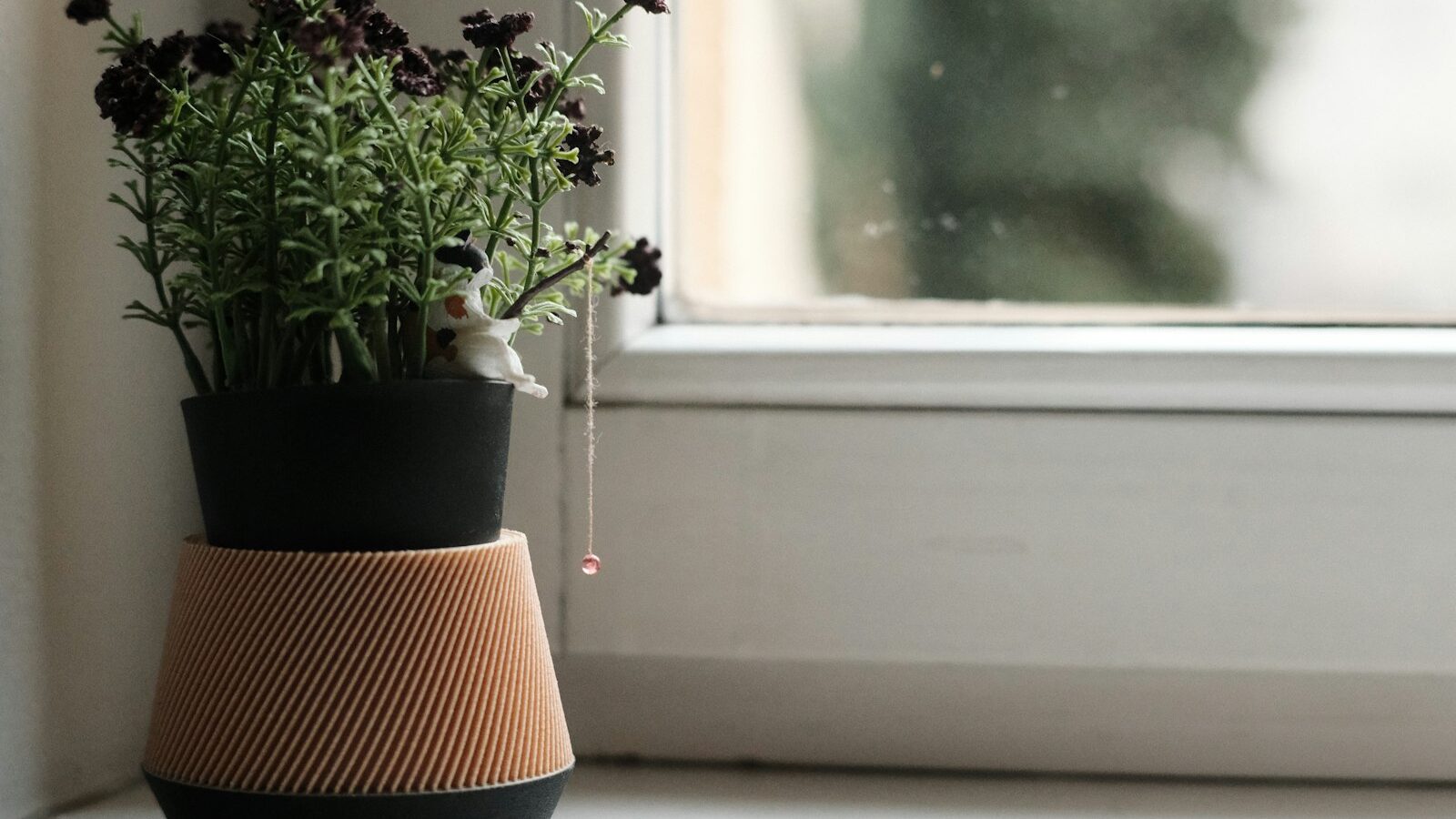 Potted plant with dark flowers on a windowsill.