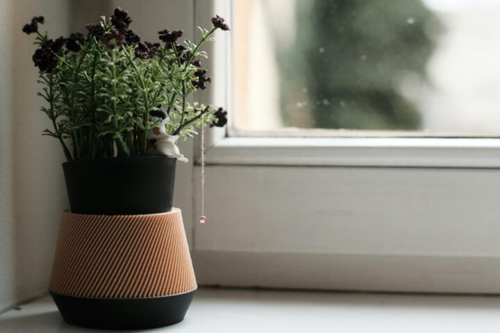 Potted plant with dark flowers on a windowsill.