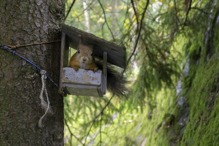 brown squirrel