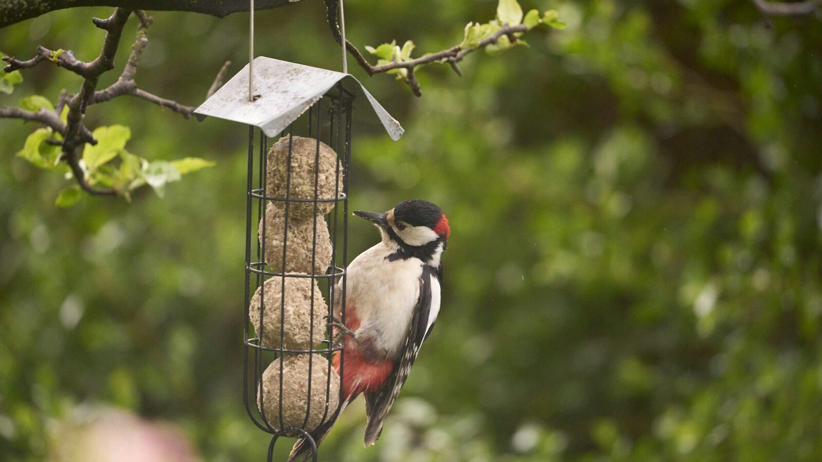 Great spotted woodpecker feeding on suet balls.