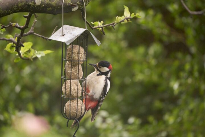 Great spotted woodpecker feeding on suet balls.