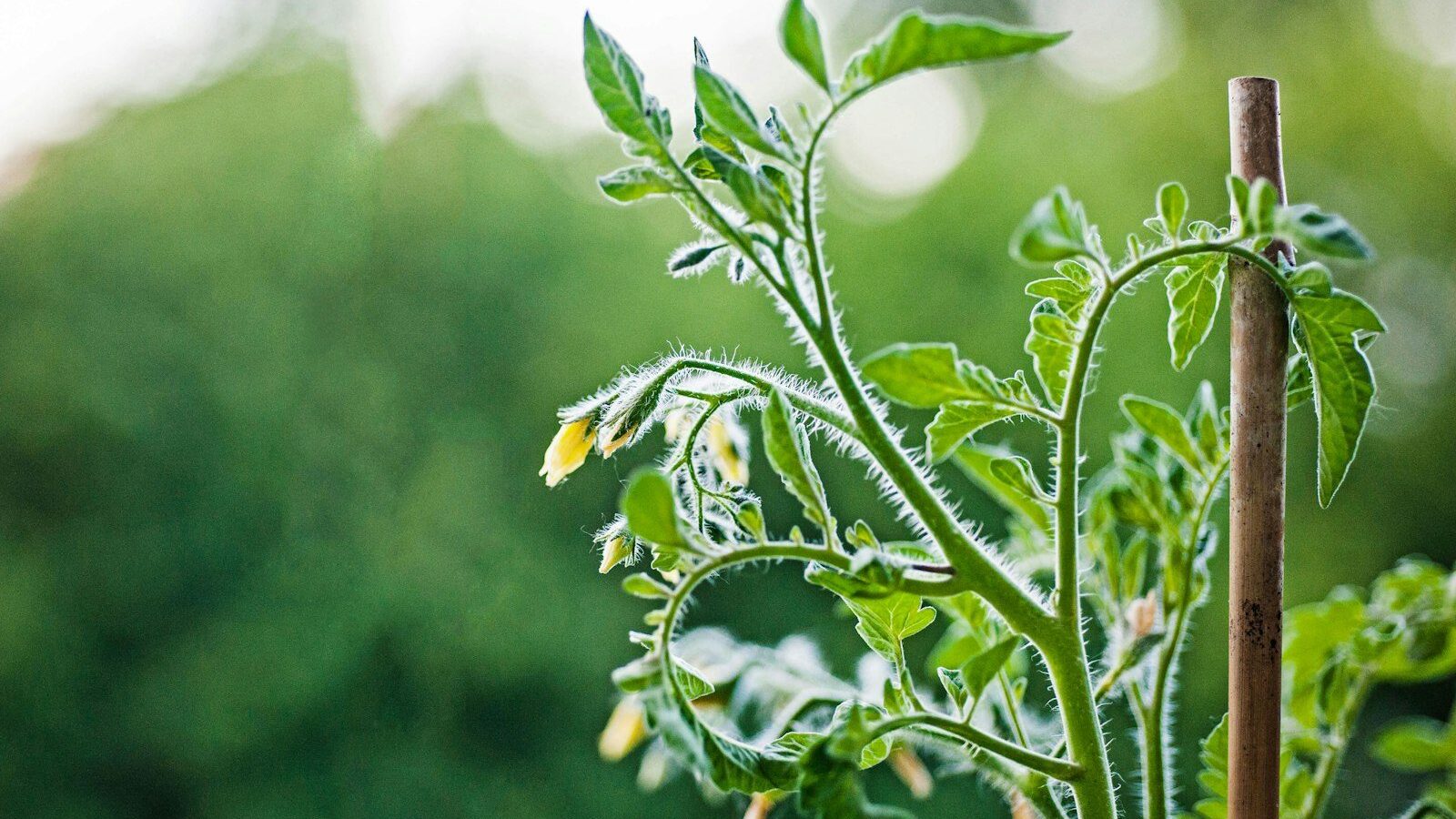 a close up of a plant with a lot of leaves