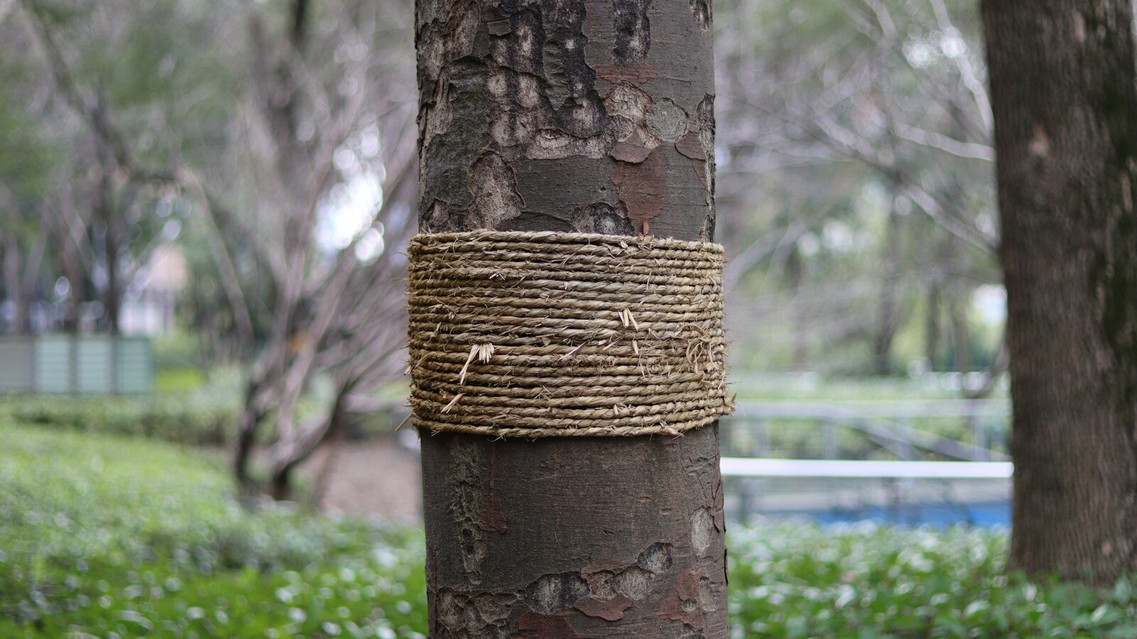 a rope wrapped around a tree trunk in a park