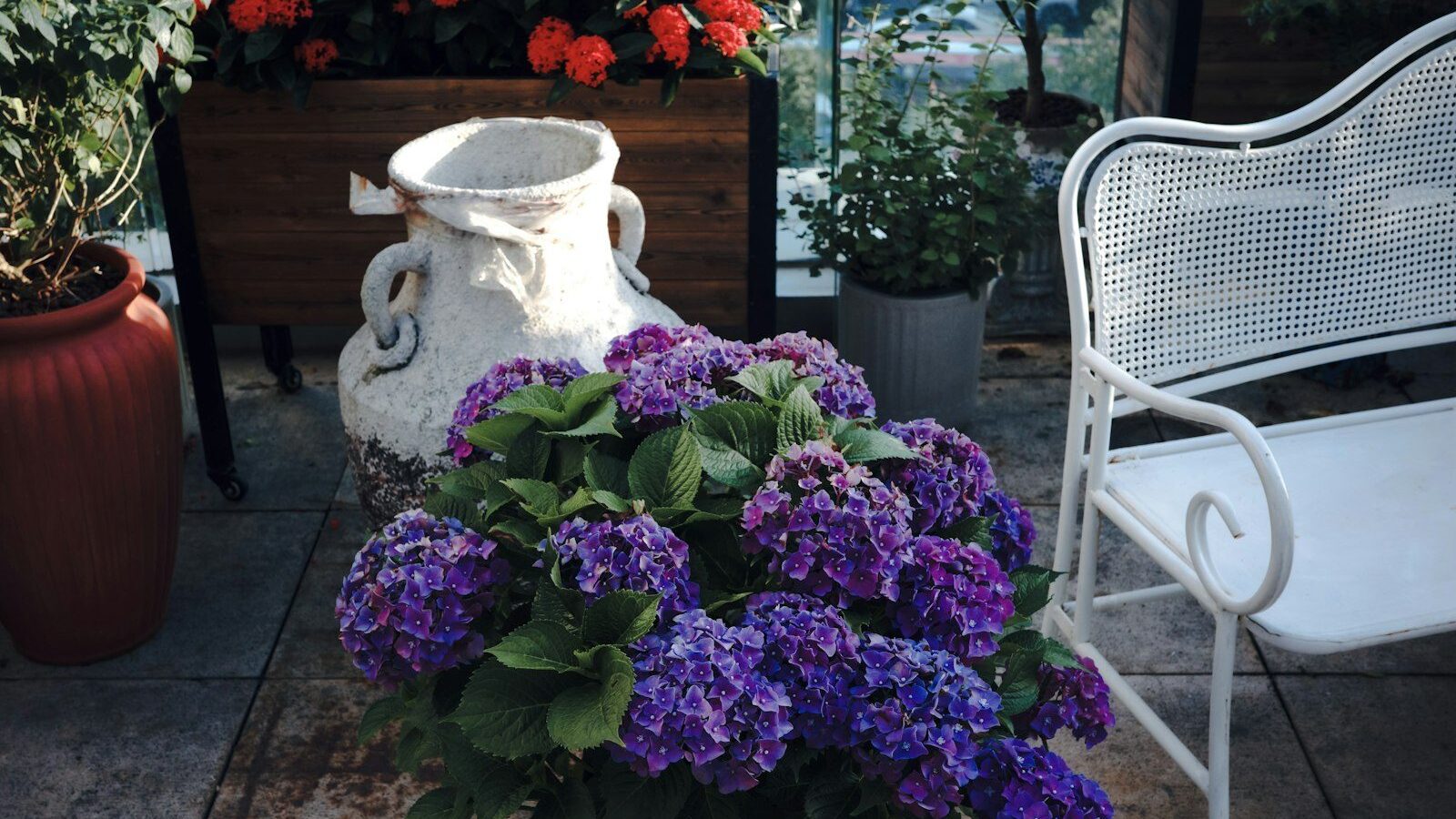 Purple hydrangeas bloom beside a white chair on a patio.