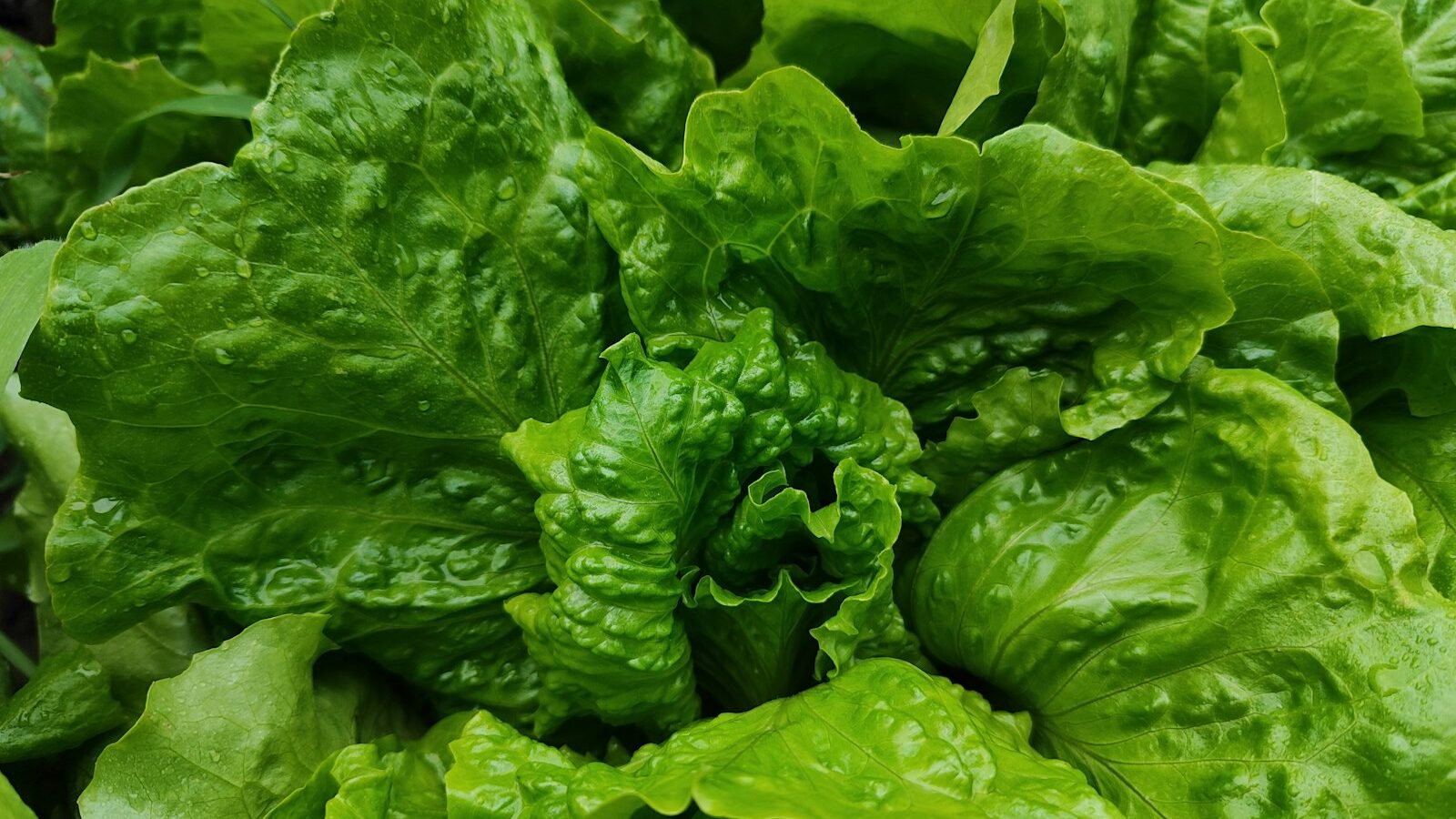 a bunch of green lettuce growing in a garden