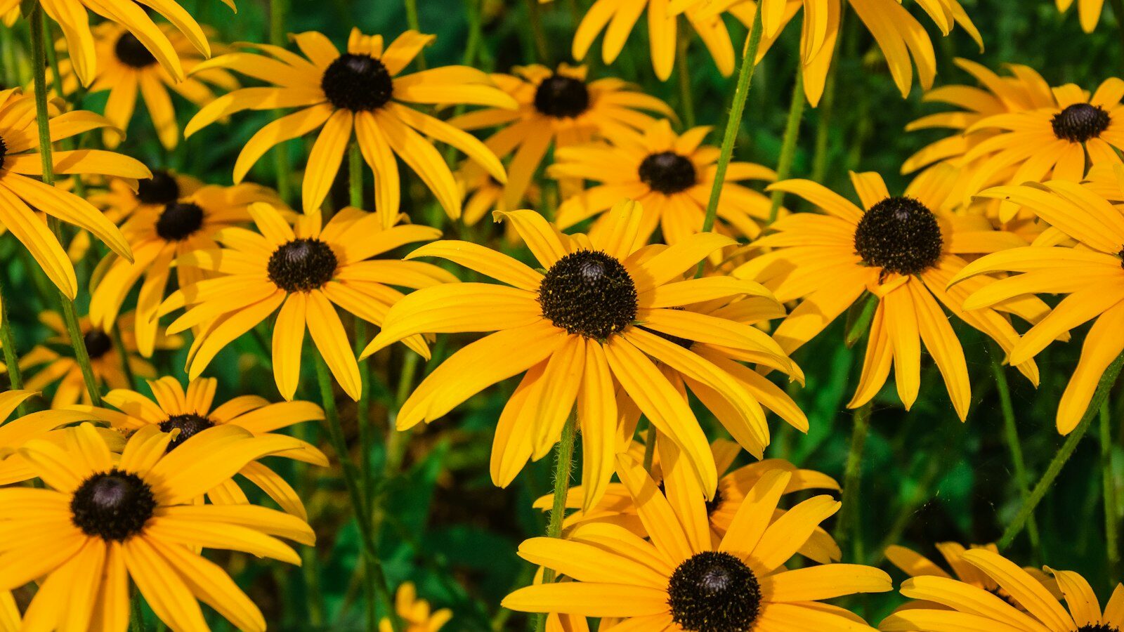 a group of yellow flowers